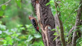 20241026 澎湖天人湖 Rufousbellied Woodpecker2 [upl. by Jeroma]