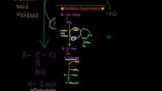 Oxidative Deamination of Amino acids shortsdoctor biochemistry neet pw proteinmetabolism [upl. by Kotta]