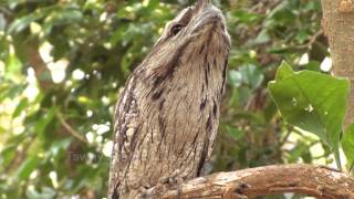 Tawny Frogmouth Camouflage Technique [upl. by Dnaltroc]