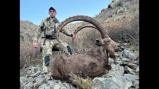 Охота на Джунгарского козерога в Казахстане 2024  Dzungarian Ibex Hunting in Kazakhstan 2024 [upl. by Wesley]