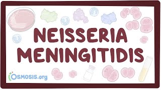 Neisseria meningitidis  an Osmosis Preview [upl. by Trudnak]