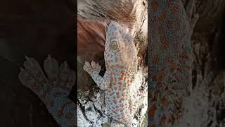 Gecko Sound gecko geckosound animals animallover [upl. by Aroda627]