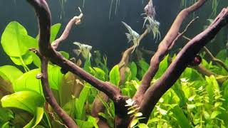 Amazonas aquarium 2019 [upl. by Cumings]