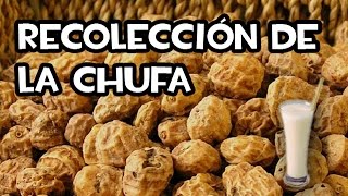 Increíble Recolección de Chufas  Guía de Cultivo  La Huerta de Ivan [upl. by Elyssa]