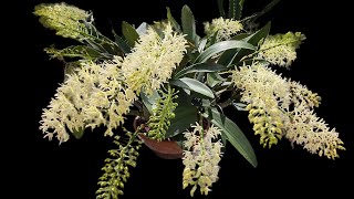 Dendrobium speciosum Josephine in FULL BLOOM Over 30 spikes [upl. by Burkle]