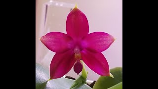 Repotting Phal Mituo King Bellina in Orchiata Bark [upl. by Anwad]