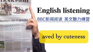 【每日英文听力练习】BBC英文新闻阅读《 aved by cuteness 》 英文阅读听力练习 英文口语练习 英文聽力練習教学视频  English listening [upl. by Tica]