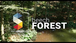 Beech Forest  RealTime TEST  ue5 [upl. by Bravar]