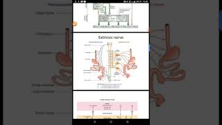 Innervation of the GASTROINTESTINAL TRACT [upl. by Dnomde]