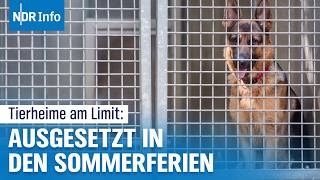 Ferien und Sommerzeit Tierheime am Limit und kein Ende in Sicht  NDR Info [upl. by Oretos79]