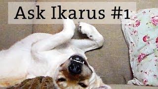 Ask Ikarus 1  Welpentraining Hund bei der Arbeit Skateboards und Zoo mit Hund [upl. by Shulamith]