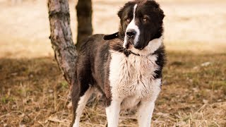 Five Dogs that surpass the mighty Kangal in strength [upl. by Granlund670]