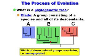 Macroevolution  Phylogenetic Tree  Clade  Monophyletic  Paraphyletic  Polyphyletic [upl. by Meilen]