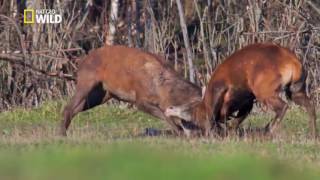 Combats de cerfs  Nat Geo Wild [upl. by Artemis43]