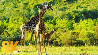 8K Animals Wildlife  Gondwana Game Reserve Africa  Scenic Film about Incredible Wild Nature [upl. by Aimas390]