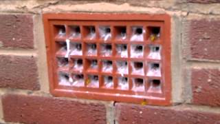 Wasps nest treatment air brick🐝 [upl. by Shara]