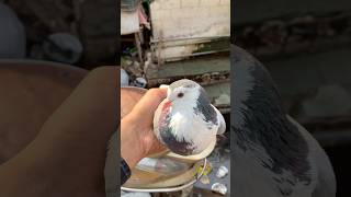 Pet market se shirazi pet lekar aaye 🥰kabootar minivlog shorts pet birdslover petsvlog vlog [upl. by Bergren551]