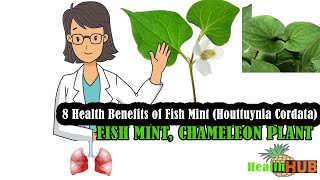 Health Benefits of Fish Mint  Chameleon Plant  Houttuynia Cordata [upl. by Oicatsana]