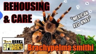 Brachypelma smithi quotMexican Red Kneequot Rehouse and Care [upl. by Mapel]