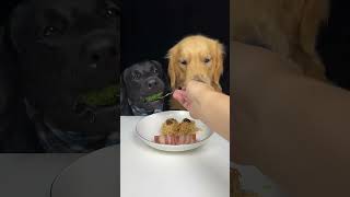 Lets See What New Dish We Have Today Golden and Labrador Cute Pet Debut Plan [upl. by Enahsed]