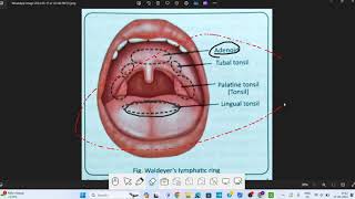 Pharynx Anatomy  1  Head amp Neck Anatomy [upl. by Akkina757]