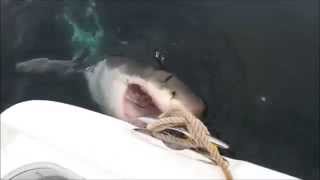 Tunisie  Un requin blanc attaque un bateau [upl. by Yetnruoc]