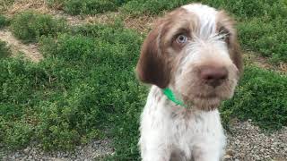 Winterborn SpinoneGreen Boy and Orange Girl  Noodles 13 Weeks [upl. by Bullivant]