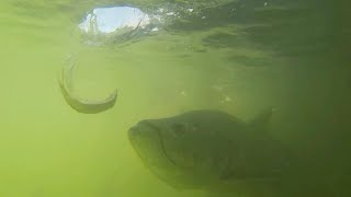 Feeding Massive Tarpon Underwater Footage in Florida Keys [upl. by Siri]