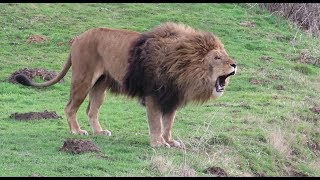 Lions Roaring Compilation 2 [upl. by Xela]