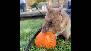 Giant pouched rat stuffs her cheeks with tiny pumpkin treats [upl. by Ettinger]