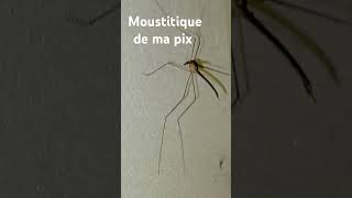 Moustitique de ma maison [upl. by Sontich]