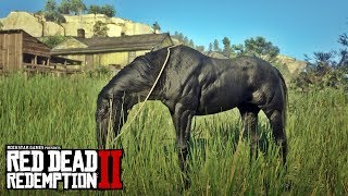 EXTREMELY RARE BLACK HORSE  RED DEAD REDEMPTION 2 BEST HORSES FULL BLACK [upl. by Seftton]