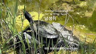 남생이 Mauremys reevesii 진귀성 생물 천연기념물 제453호 대전 천연기념물센터 남생이쉼터 [upl. by Artep]