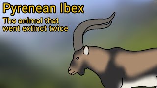 Pyrenean Ibex The animal that went extinct twice [upl. by Thomas]