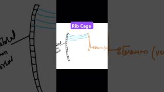 Rib cage neet breathingandexchangeofgases biology lungvolumes science cbse education [upl. by Ahsikat]