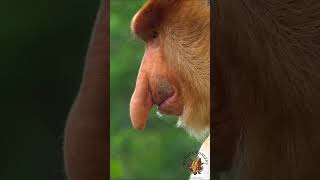 The Proboscis Monkey Nasalis larvatus [upl. by Willyt]