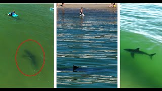 Great White Shark Approaches a Young Swimmer [upl. by Atnauqahs933]