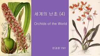 세계의 난초 4  Orchids of the World [upl. by Forland]