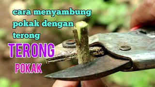 Cara menyambung pokak dengan terong [upl. by Diba]