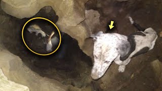 The Emaciated Dog Sat in a Hole and Looked Up Pleadingly for Help for a Month [upl. by Blackburn]