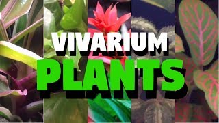 Top 5 Tropical Vivarium Plants [upl. by Adela]