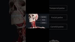 Palpable Arteries  pulses  pulses checking [upl. by Sirred]