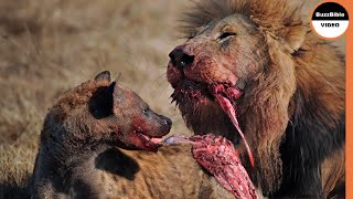 Stealing the Lions Meal Leads to Becoming the Meal [upl. by Krock]