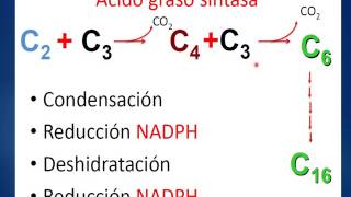 FORMACIÓNSintesis DE ACIDOS GRASOS [upl. by Iruam]