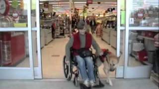 Dog pulls Wheelchairm4v [upl. by Sylram]