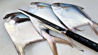 살아있는 활 병어  병어 회  Silver pomfret  butter fish  マナガツオ  delicious fish [upl. by Fira]