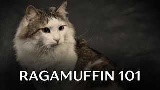 Ragamuffin Cat 101  Everything You Need to Know [upl. by Alak344]