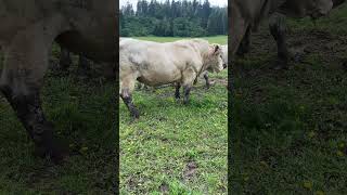 🐂🐂 Two Majestic Charolais Bulls Grazing on Pasture [upl. by Nomsed]