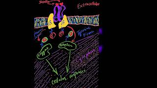 Enzymes Regulated by Insulin Through Covalent Modification Metabolism Made Easy [upl. by Halik]