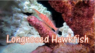 Reef Tank Species Spotlight Longnose Hawkfish [upl. by Jacintha]